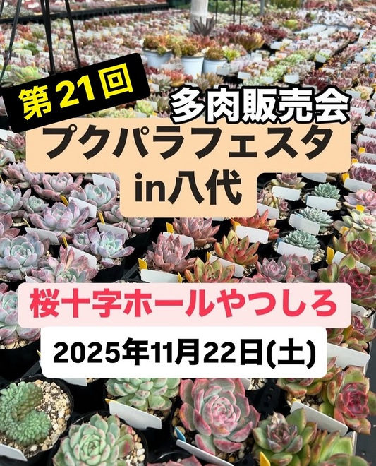 第21回プクパラフェスタin八代多肉販売会2025が桜十字ホールやつしろで開催、多肉植物とリメ鉢や木工作品の販売がガーデニング愛好家の注目を集める