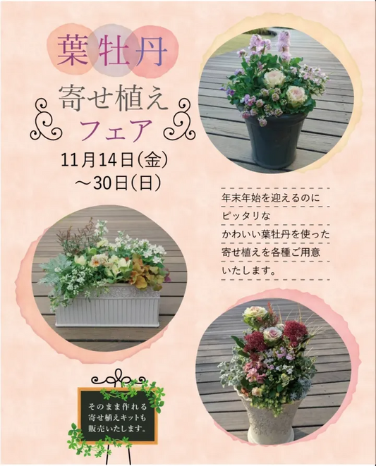 葉牡丹寄せ植えフェア2025が玉川高島屋たまがわLOOPで開催、冬のガーデニングを彩るハボタン寄せ植えとキットが登場