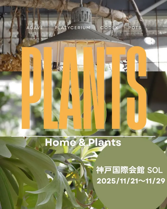 PLANTSが神戸国際会館SOLでポップアップを開催、Home&Plantsとビカクモノの植物イベントが神戸の観葉植物ファンを集める