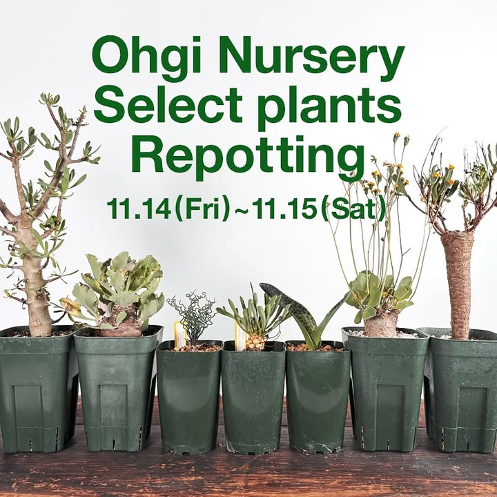 TOKY実店舗がOhgiNurserySelectplantsRepottingを開催、冬型コーデックスとケープバルブの無料植え替えサービスが東京の多肉植物愛好家の実践的な学びの機会になる