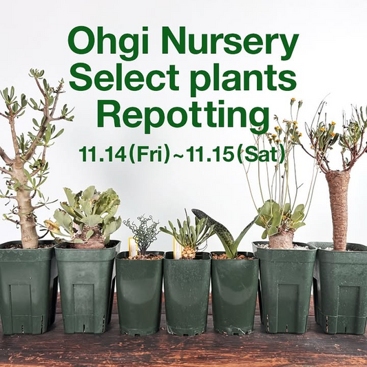 TOKY実店舗がOhgiNurserySelectplantsRepottingを開催、冬型コーデックスとケープバルブの無料植え替えサービスが東京の多肉植物愛好家の実践的な学びの機会になる
