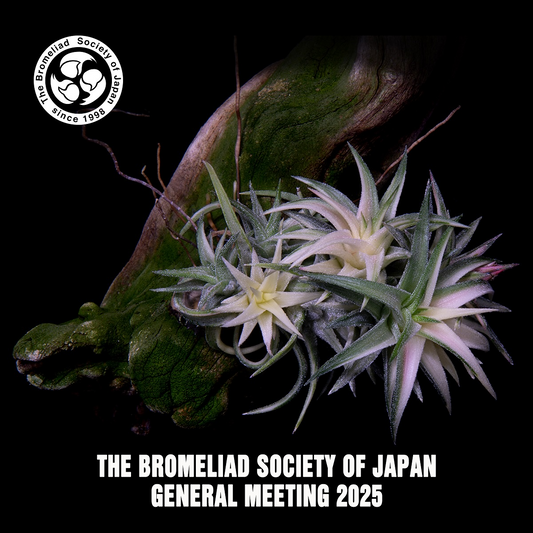 日本ブロメリア協会がTHEBROMELIADSOCIETYOFJAPANGENERALMEETING2025総会を新宿で開催、講演と展示とセールとオークションがブロメリア愛好家の交流と情報交換の場になる