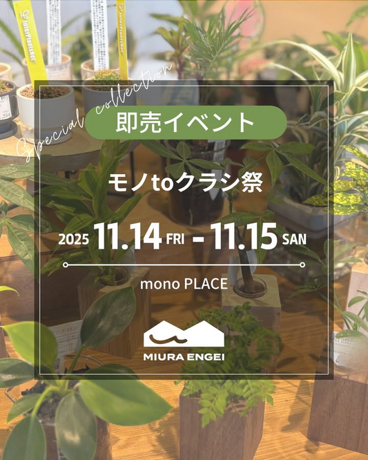 三浦園芸がモノtoクラシ祭2025で土苗を展示販売、monoPLACEで暮らしに寄り添う観葉植物との出会いが生まれる