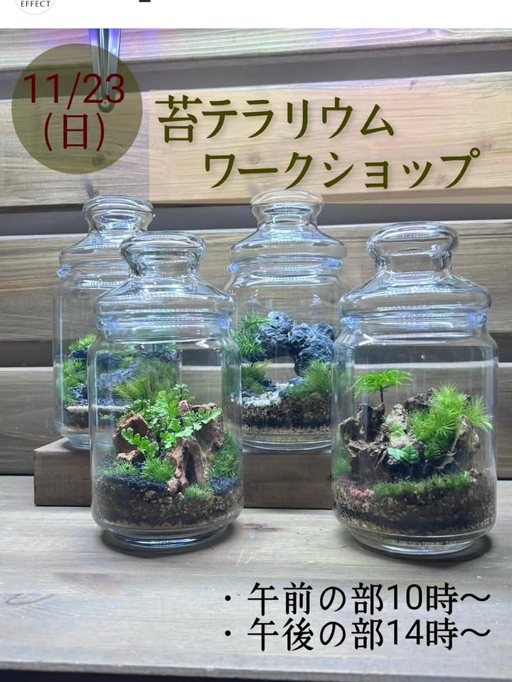 苔テラリウムワークショップ2025をFUKUOKA EFFECTが開催、福岡市西区西の丘で少人数制の苔制作体験が暮らしに緑を届ける