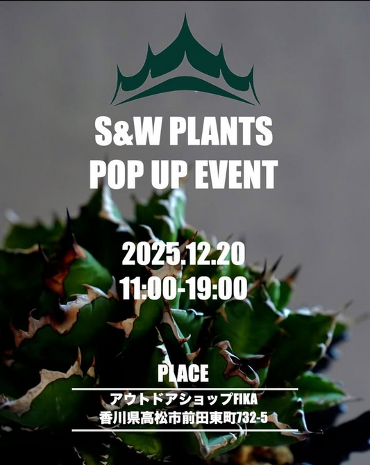 SW PLANTSがアガベイベントS&W PLANTSをFIKAで開催、香川県高松市でアガベチタノタの魅力が地域の愛好家の注目を集める