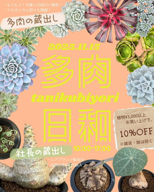 蔵出し祭り秋の多肉日和2025がサボテンランド・カクト・ロコで開催、多肉の蔵出しと社長蔵出しレアプランツが来場者の注目を集める