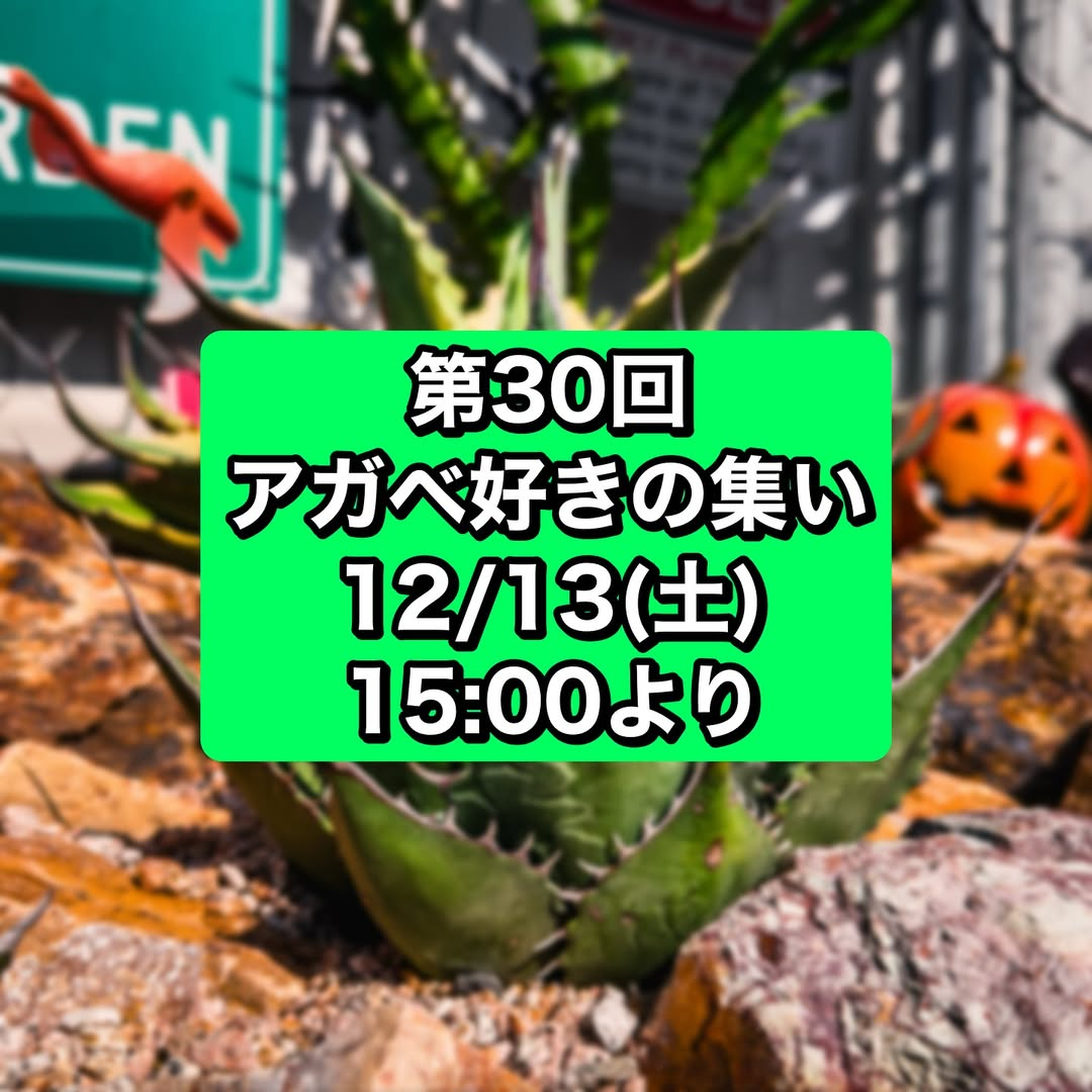 第30回アガベ好きの集いがアメリカンザッカウェルカムで開催、アガベ販売とトーク交流がアガベ愛好家のつながりを深める