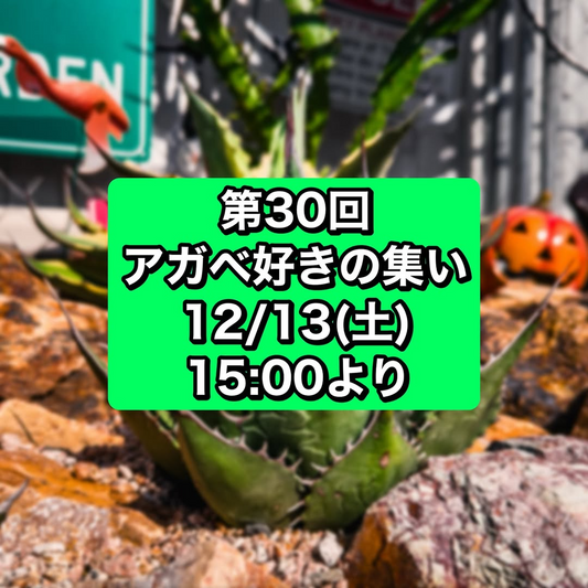 第30回アガベ好きの集いがアメリカンザッカウェルカムで開催、アガベ販売とトーク交流がアガベ愛好家のつながりを深める