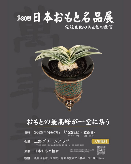第80回日本おもと名品展2025が上野グリーンクラブで開催、日本おもと協会と有吉園芸の企画が万年青文化の魅力を発信
