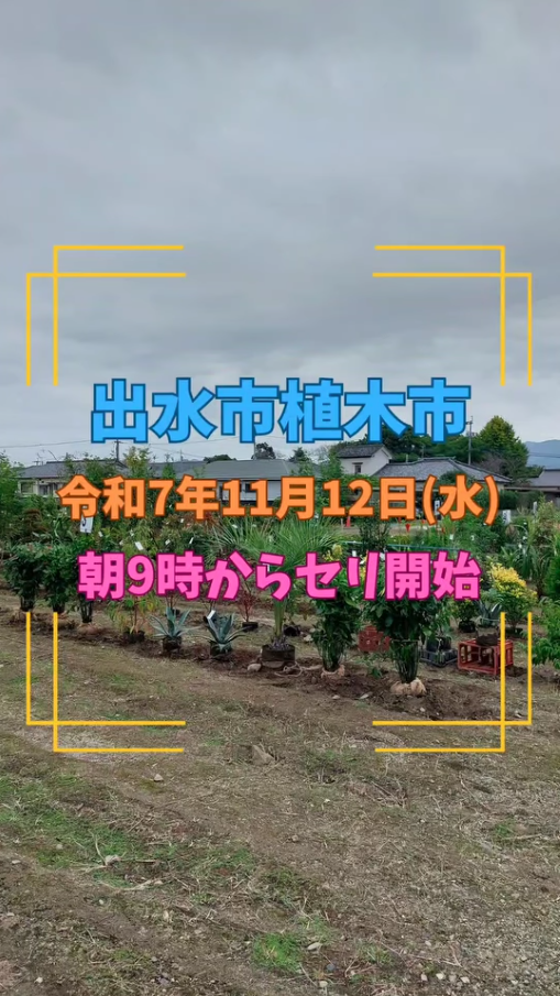 出水市植木市が秋の大市品評会を開催、マキ品評会とドライガーデン向け植木と補助制度が庭づくり需要に応える