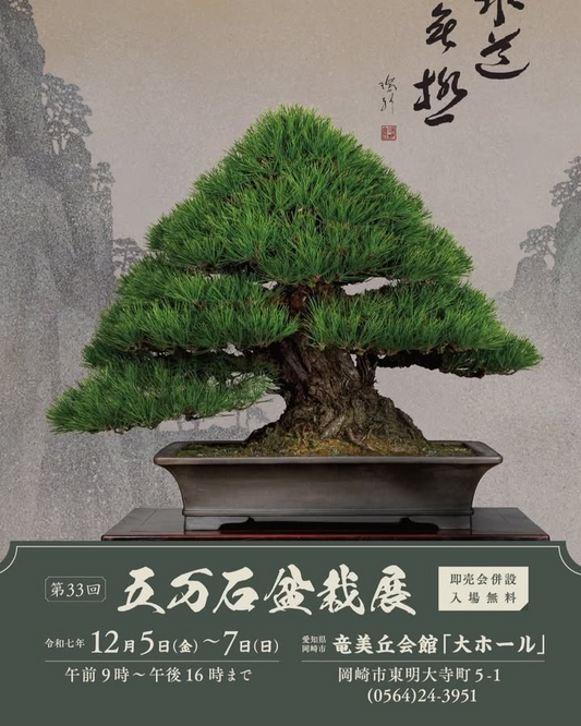 五万石盆栽展2024が岡崎竜美丘会館大ホールで開催、高水準の盆栽展示と入場無料の即売会が盆栽愛好家の注目を集める