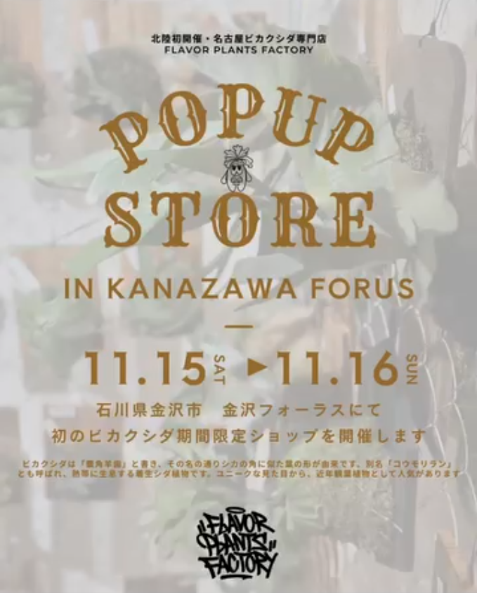 名古屋のflavorplantsfactoryがPOPUPSTOREINKANAZAWAFORUS2025を開催、北陸のビカクシダ愛好家の注目を集める