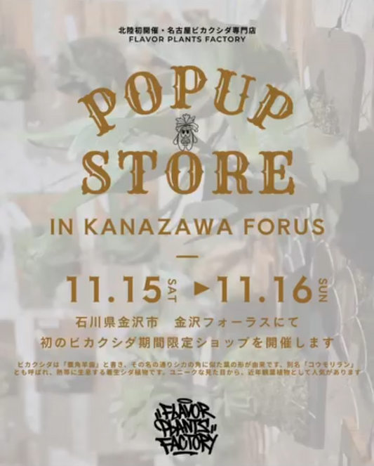 名古屋のflavorplantsfactoryがPOPUPSTOREINKANAZAWAFORUS2025を開催、北陸のビカクシダ愛好家の注目を集める