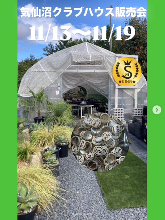 キングプランツが気仙沼クラブハウス販売会2025を平日開催、多数の大型アガベ販売が植物愛好家の注目を集める