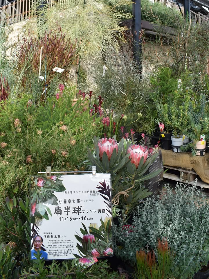 オザキフラワーパークが南半球プランツ講座2025を開催、伊藤章太郎さんが栽培ポイントを解説