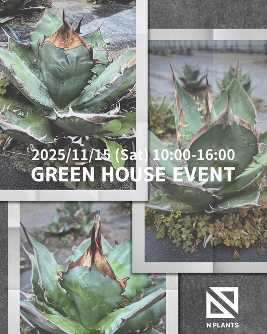 NPLANTSがGREENHOUSEEVENT2025を開催、栽培温室開放でアガベとブロメリアの販売会に