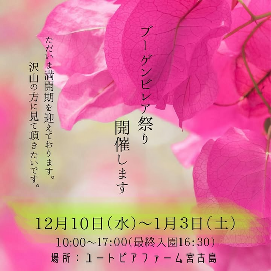 ユートピアファーム宮古島がブーゲンビレア祭り2025を開催、満開期の花とワークショップが宮古島観光客と地元の来園者を惹きつける