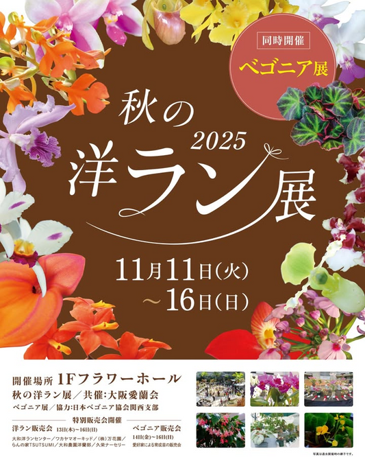 咲くやこの花館が秋の洋ラン店舗2025を開催、秋の洋ラン展とベゴニア展が講習会や絵本上映で家族連れと愛好家の注目を集める