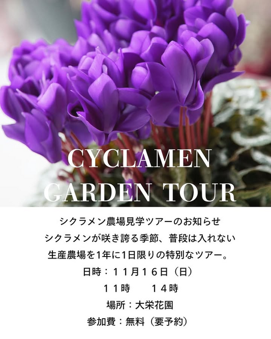 Botanical&CAFE BreedがCYCLAMEN GARDEN TOUR2025を開催、シクラメン農場見学会が千葉県成田市の愛好家に魅力を伝える