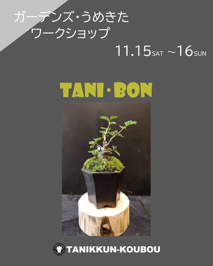 TANI･BONワークショップ2025をホームセンターコーナンガーデンズうめきた店が開催、多肉植物タニボン制作体験が大阪の植物ファンに魅力を伝える