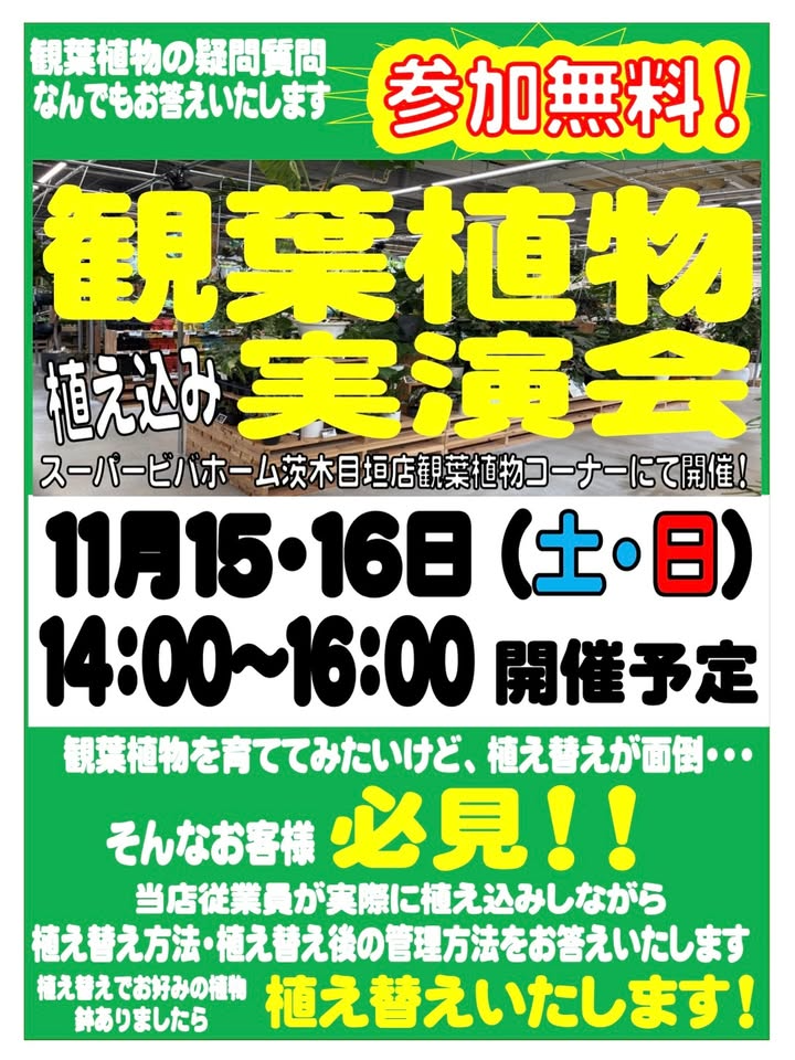 スーパービバホーム茨木目垣店が観葉植物植え込み実演会を開催、2025年の週末に無料で植え替え相談と実演を提供