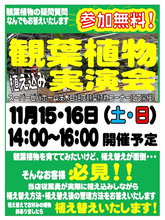 スーパービバホーム茨木目垣店が観葉植物植え込み実演会を開催、2025年の週末に無料で植え替え相談と実演を提供