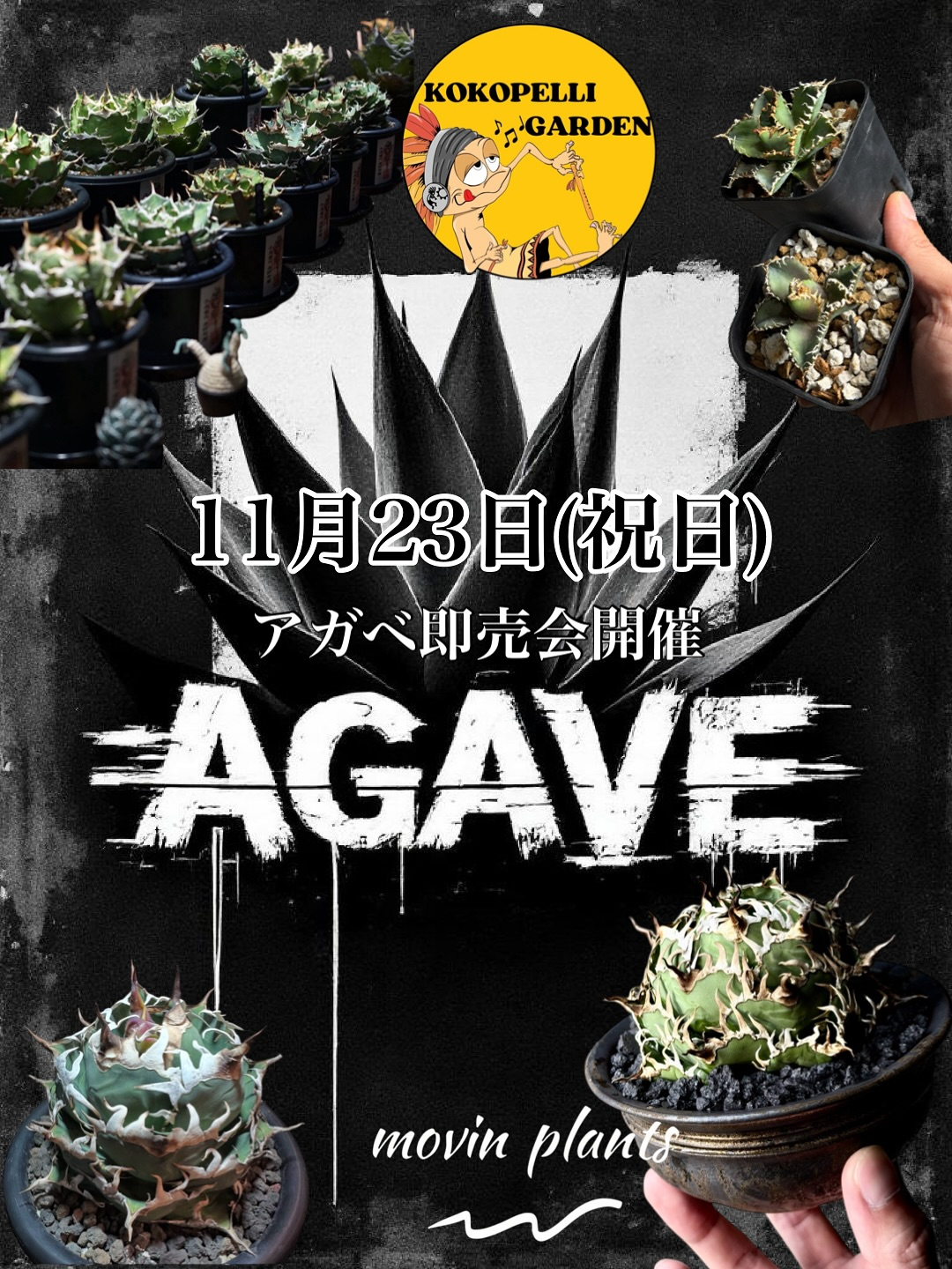 アガベ　帝釈天　覆輪　希少レア株 アガベ 帝釈天 | hanayoshi-botanical