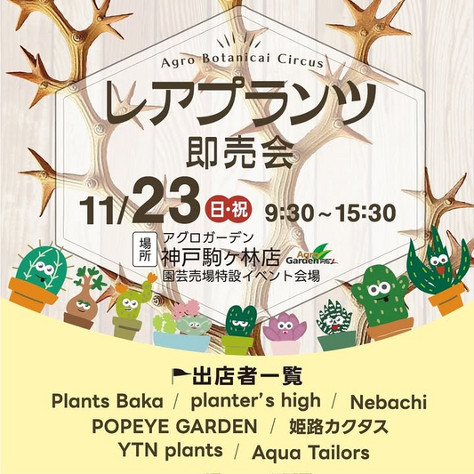 レアプランツ即売会2025がアグロガーデン神戸駒ヶ林店で開催、AgroBotanicalCircusが関西の多肉植物愛好家の注目を集める