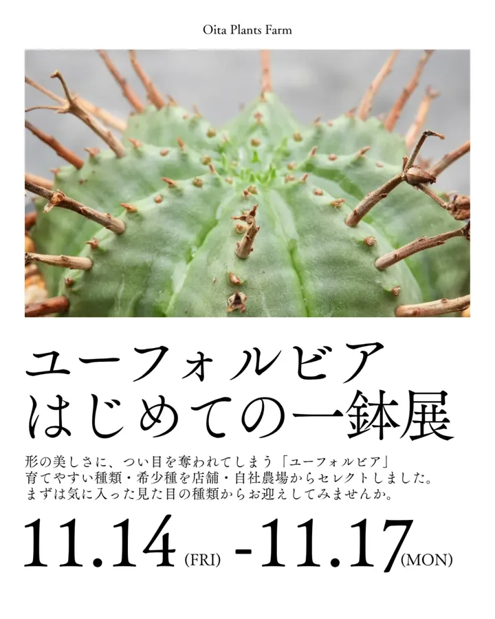 OitaPlantsFarmがユーフォルビアはじめての一鉢展2025を開催、多肉植物初心者と愛好家の関心を集める