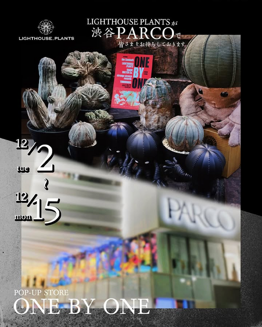 LIGHTHOUSE.PLANTSがONEbyONE2025に参加、渋谷PARCOでユーフォルビアオベサを展示販売
