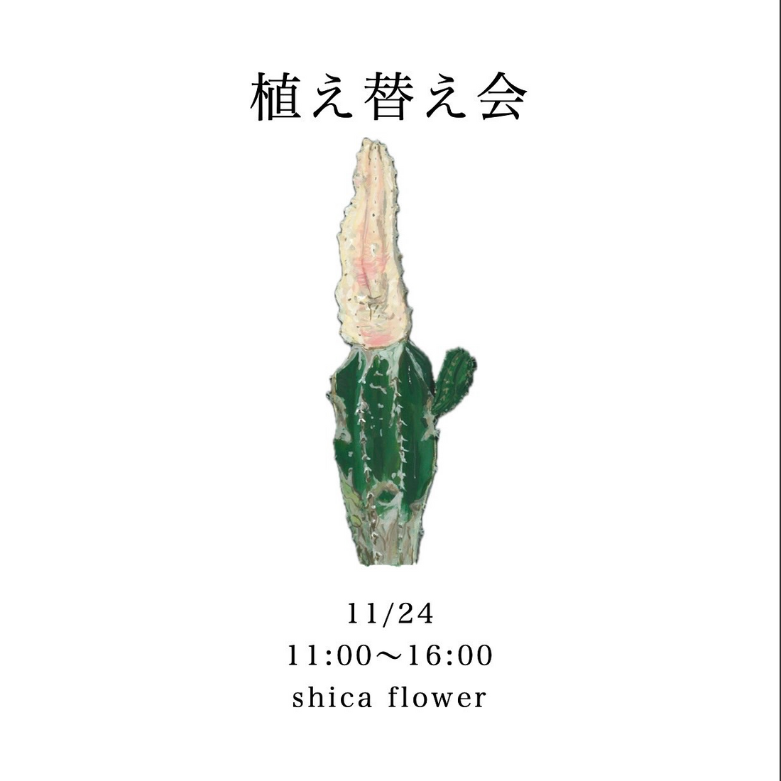 ShicaFlowerが植え替え会2025を開催、札幌のShicaFlowerでビカクシダ板付WSと植え替え相談が植物愛好家の注目を集める