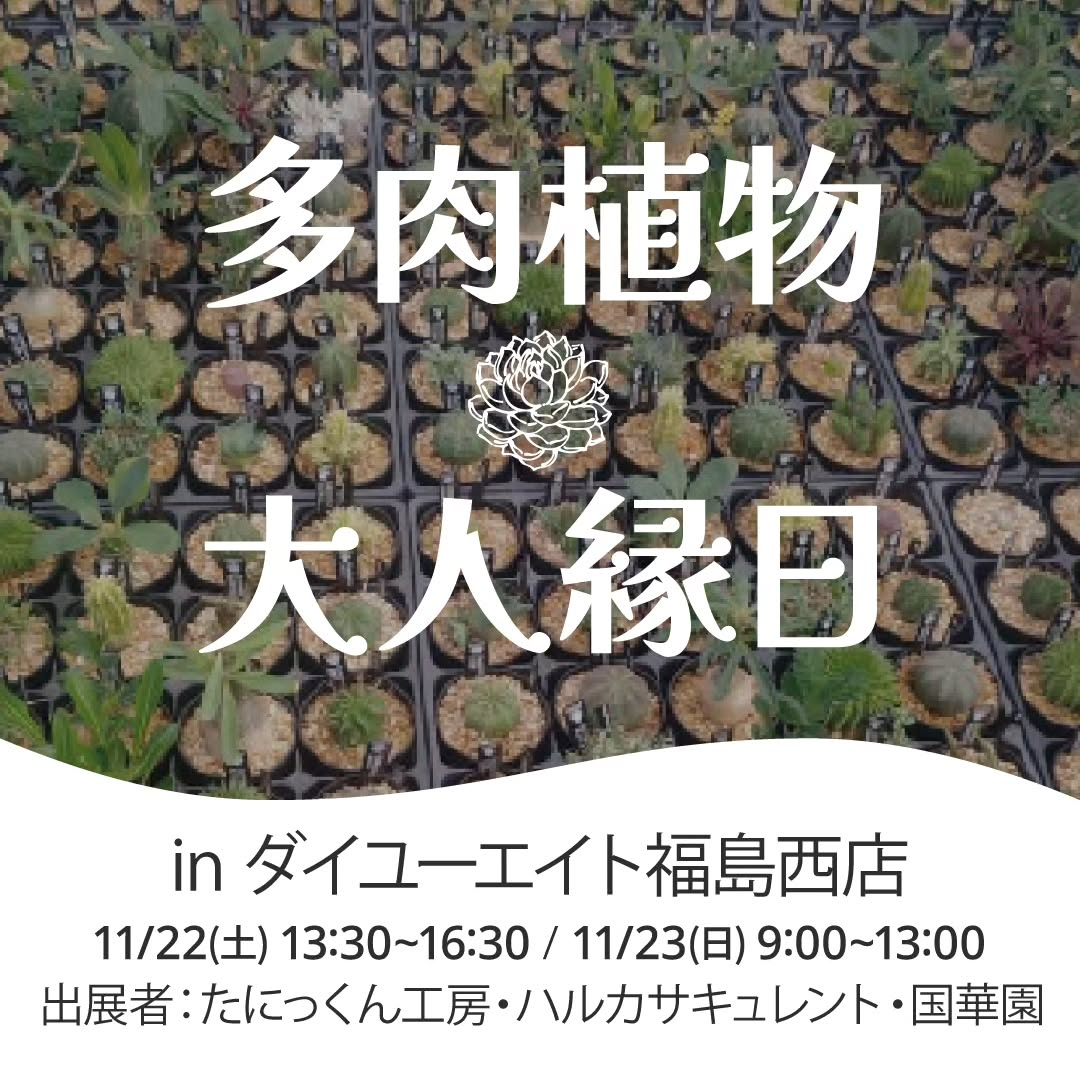 多肉植物 大人気縁日2025がダイユーエイト福島西店で講習会と体験会を実施し多肉植物ファンの週末イベントとして注目を集める