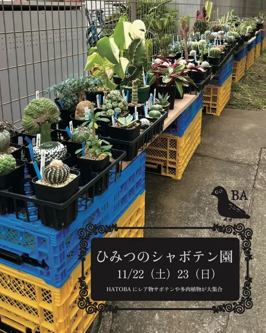 ひみつのシャボテン園2025が西荻窪HATOBA前で塊根植物とサボテン多肉植物を販売し植物好きと初心者の出会いの場を地域に提供
