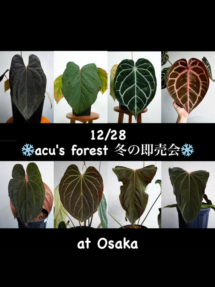 acu’s forestが年末セレクション2025を開催、大阪箕面の鍼灸院喜で選抜株や一点物を少人数制販売