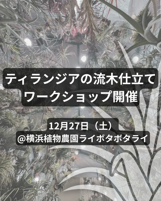Botanical Holicがティランジアの流木仕立てワークショップ2025を横浜植物農園ライボタボタライで開催しエアプランツ愛好家の技術向上と交流に貢献