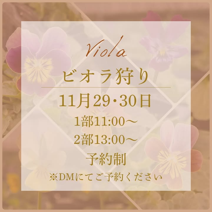 星庭がビオラ狩り2025温室開放イベントを開催、愛知県設楽町の星庭ガーデンで2日間限定のビオラ選び体験が園芸ファンの注目を集める