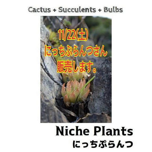 ゆうゆうグリーンがゆうゆうグリーンハウス販売2025を開催、宮城県大和町でにっちぷらんつの多肉植物販売が愛好家の注目を集める