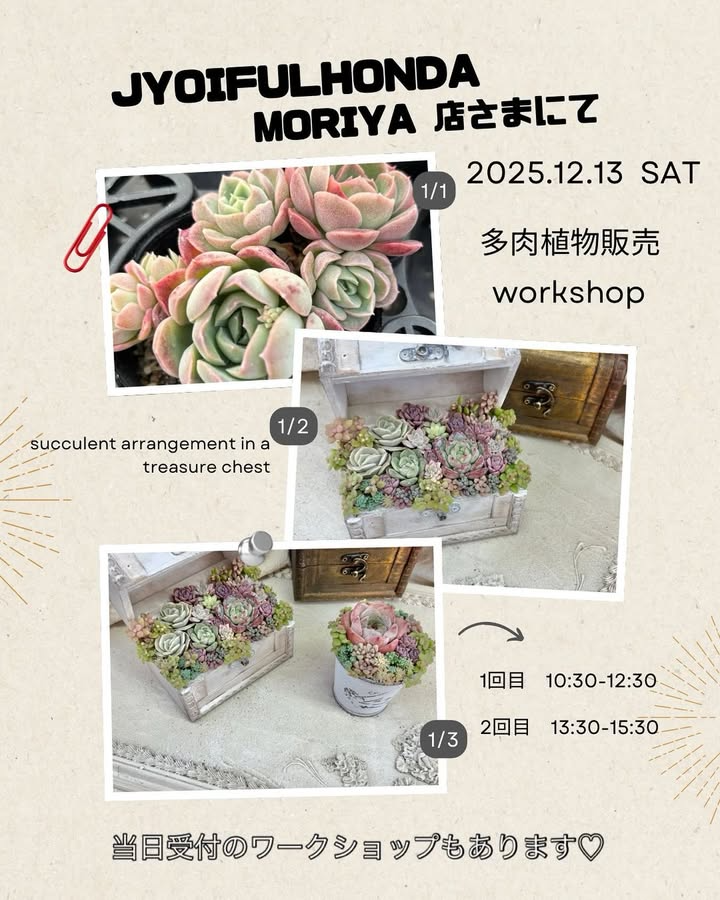 多肉植物販売workshop2025が宝箱寄せ植えワークショップを開催、ジョイフル本田守谷店ガーデンセンターで多肉植物体験が来店客の注目を集める