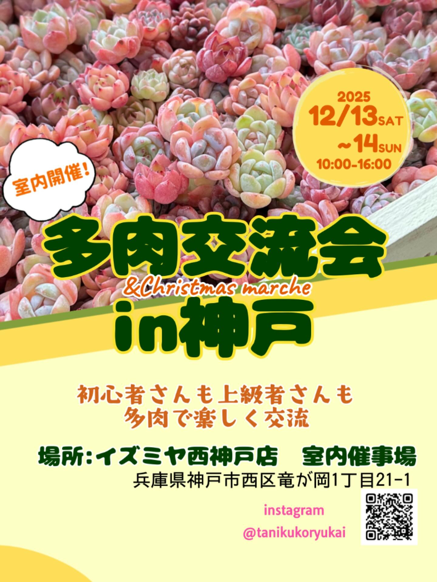 多肉交流会inイズミヤ西神戸店クリスマスマルシェ2025が多肉植物