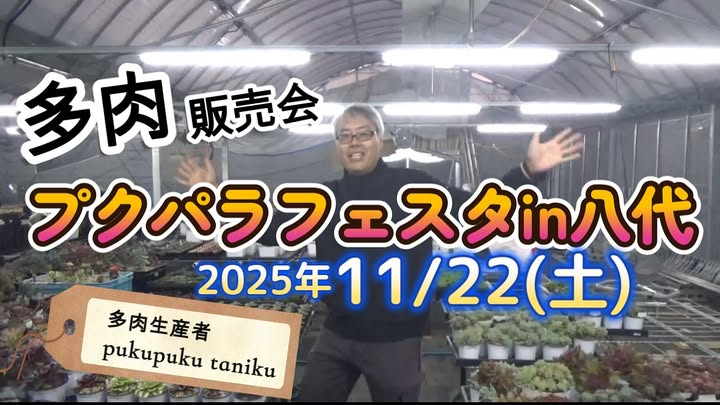 pukupukuが多肉販売会 プクパラフェスタ in 八代2025を桜十字ホールやつしろで開催、熊本県八代市で多肉植物ファンの交流と販売の場に