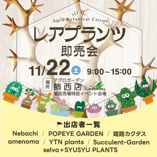 アグロガーデン飾西店がAgroBotanicalCircusレアプランツ即売会2025を開催し、塊根植物と多肉植物のレアプランツが姫路に集結する