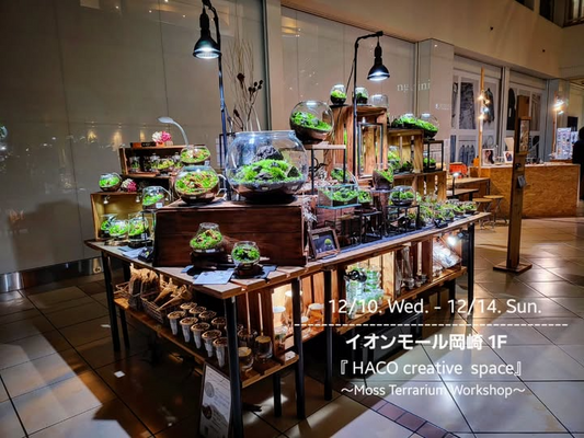 イオンモール岡崎のHACO creative spaceがMoss Terrarium Workshop 2025を開催、苔テラリウム販売と多彩なワークショップが室内グリーン体験の場となる