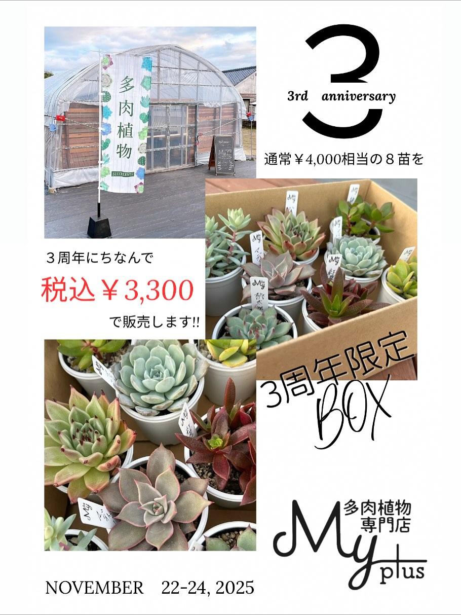 多肉植物専門店MYplusが3rdanniversary創業祭2025を開催、多肉植物8苗入り3周年限定BOX販売が鹿屋の多肉植物愛好家の注目を集める