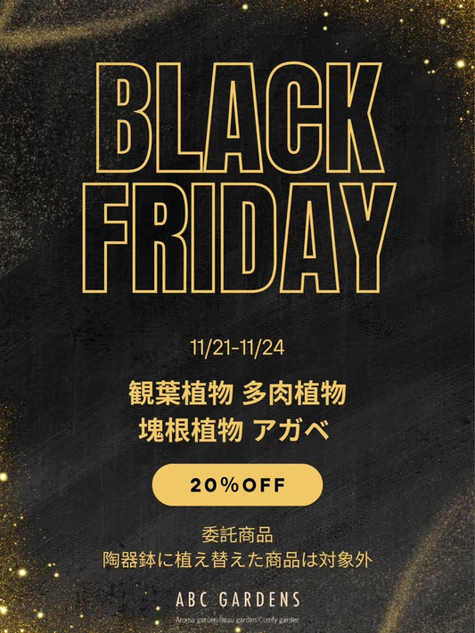 ABCガーデンズがBLACKFRIDAY2025セールを開催、観葉植物や多肉植物や塊根植物の割引企画が植物ファンの来店意欲を高める