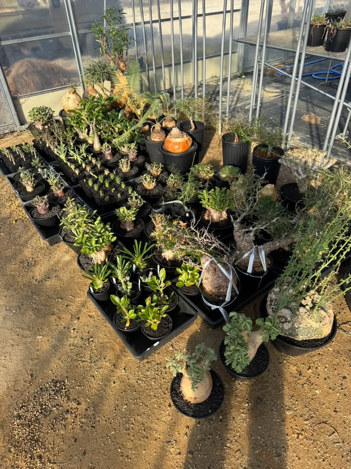 TPlantsLaboが塊根植物入荷販売イベント2025を開催、パキプスなど希少種のラインナップが東海エリアの愛好家に魅力を伝える