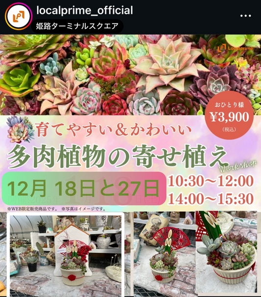 多肉BASEが育てやすい多肉植物の寄せ植えWorkshop2025を姫路ターミナルスクエアで開催し正月寄せ植え体験を提供