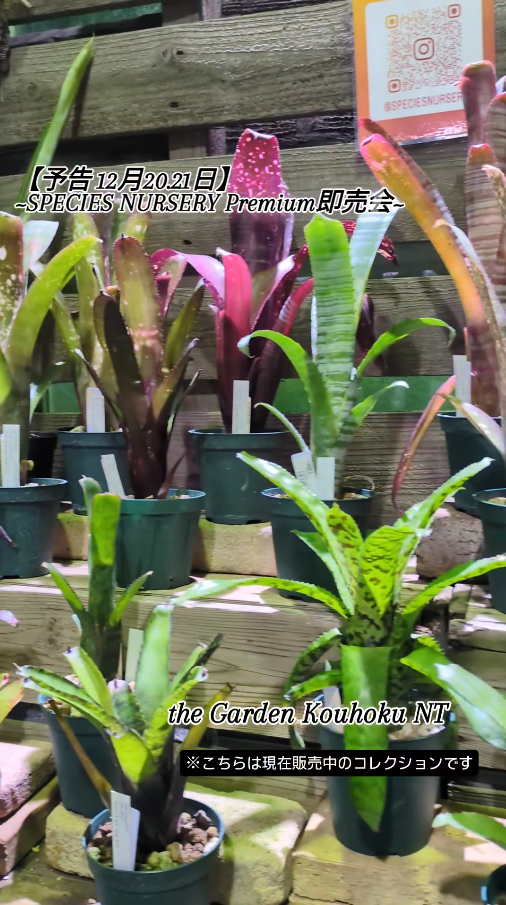 Species Nursery Premium即売会2025がザ・ガーデン港北ニュータウン店で開催され藤川史雄氏が秘蔵プランツコレクションを持ち込み販売する年末イベントとなる
