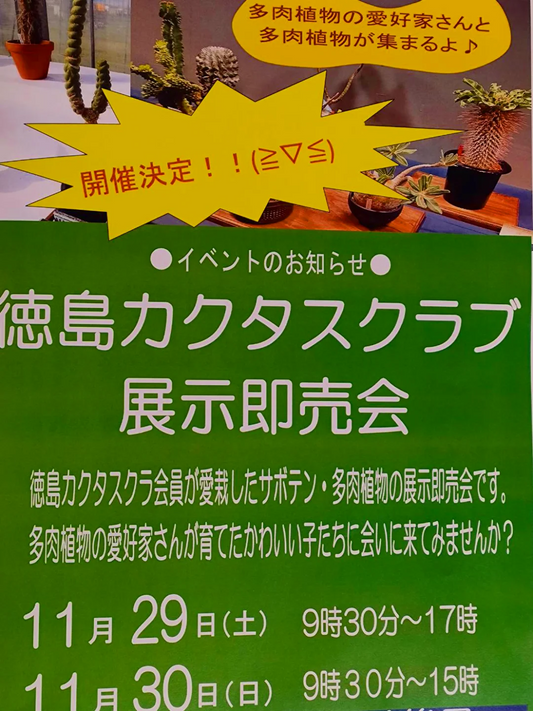 徳島カクタスクラブ展示即売会2025がガーデニング倶楽部花みどりで多肉植物展示販売を開催、徳島のサボテン愛好家の注目を集める