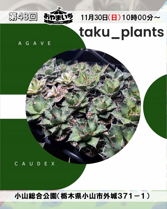 第48回おやまいち2025がベイブレード大会とフリーマーケットを開催、小山総合公園の市民参加型イベントが多彩な出店で地域の注目を集める