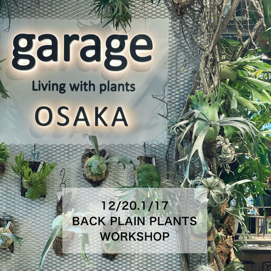BACKPLAINPLANTSがビカクシダの板付けワークショップを開催、garageOSAKAの体験型イベントが2025年と2026年の植物愛好家に学びの機会を提供